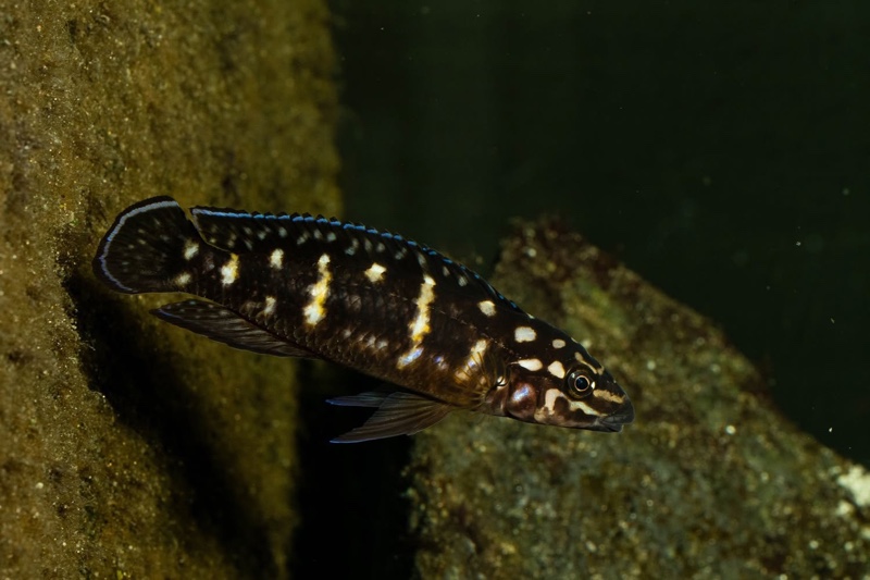 Julidochromis sp. 'transcriptus tanzania' Molwe